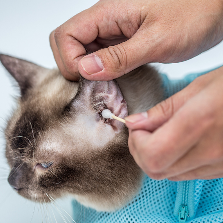 Person cleaning a cat's ear with a cotton swab on a light blue background