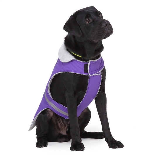 Black dog wearing a purple harness with reflective stripes on a white background