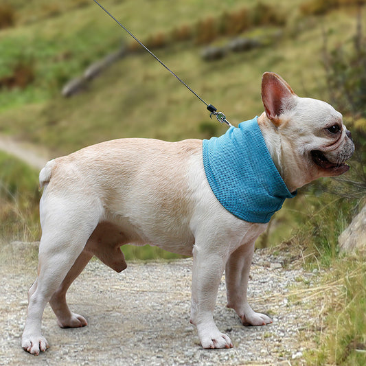 Dog wearing a blue sweater on a leash in a natural setting