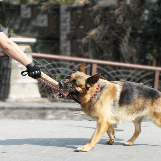 German Shepherd playing tug-of-war with a person outdoors.