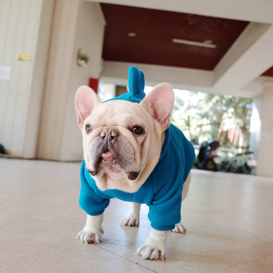 Dog wearing a blue outfit indoors