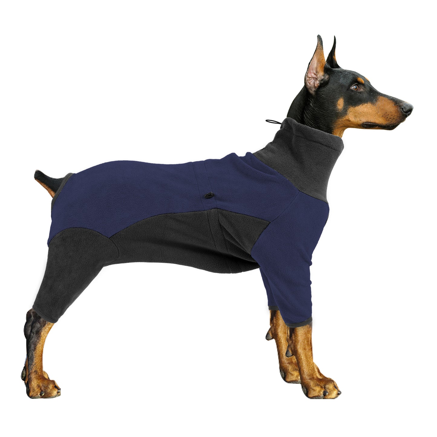 Dog wearing a blue fleece coat on a white background