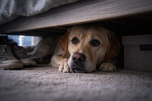 From Anxiety to Comfort