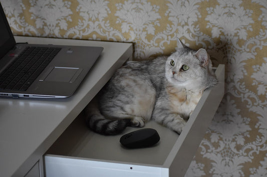 Beyond the Basic Bowl: Unveiling the Cat Accessories Your Kitty Craves
