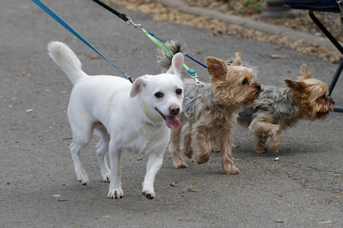 Stop the Tug-of-War: Secrets to a Relaxed Leash Experience