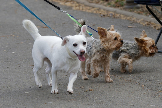 Stop the Tug-of-War: Secrets to a Relaxed Leash Experience