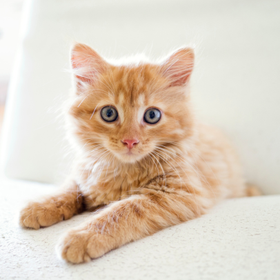 Declawing is Cruel!