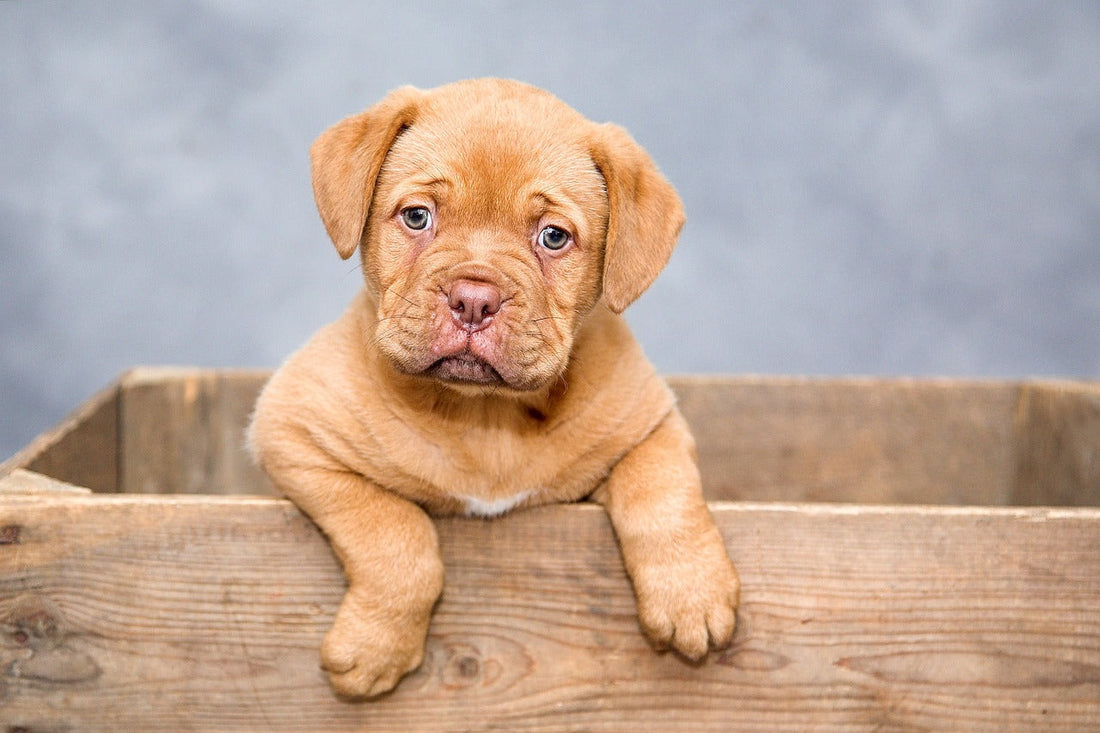 Unlock Unconditional Love: Joys of Dog Adoption