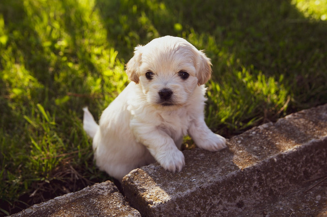 Saving Tips for Introducing a Puppy