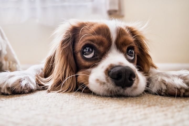 very sad dog looking at you