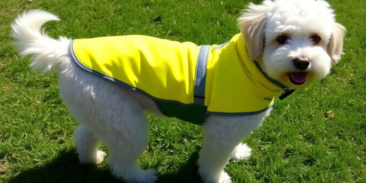 Small dog wearing stylish, functional clothing outdoors.