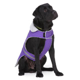 Black dog wearing a purple harness with reflective stripes on a white background