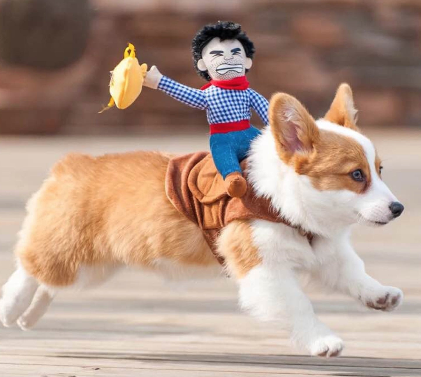 Corgi dog with a cowboy plush toy on its back