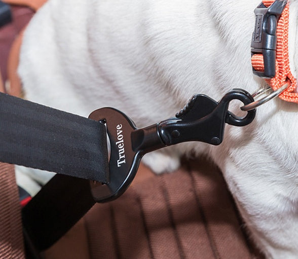 Close-up of a dog's collar with a 'Truelove' brand tag, attached to a leash.