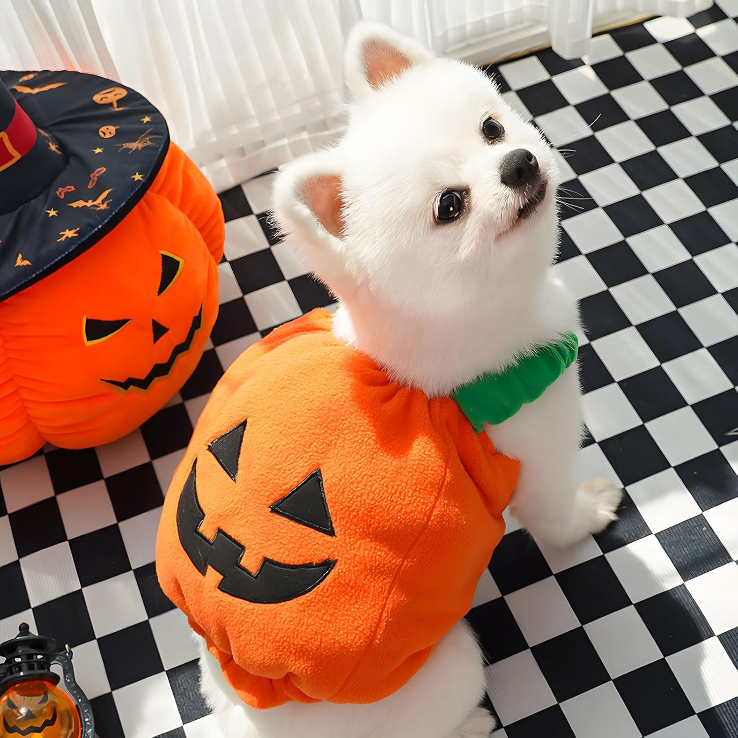 Dog wearing orange plush pumpkin Halloween costume