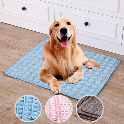 Dog sitting on a blue mat with close-up insets of different textures.