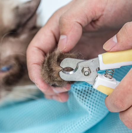 Person trimming a dog's nail with clippers on a blue towel.