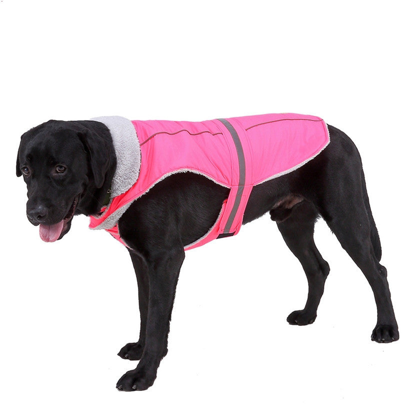 Black dog wearing a pink and gray coat on a white background