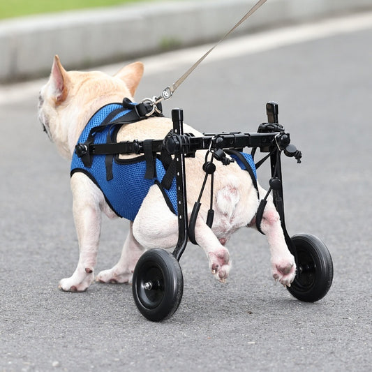 Dog in a blue harness with four wheels walking on a road.