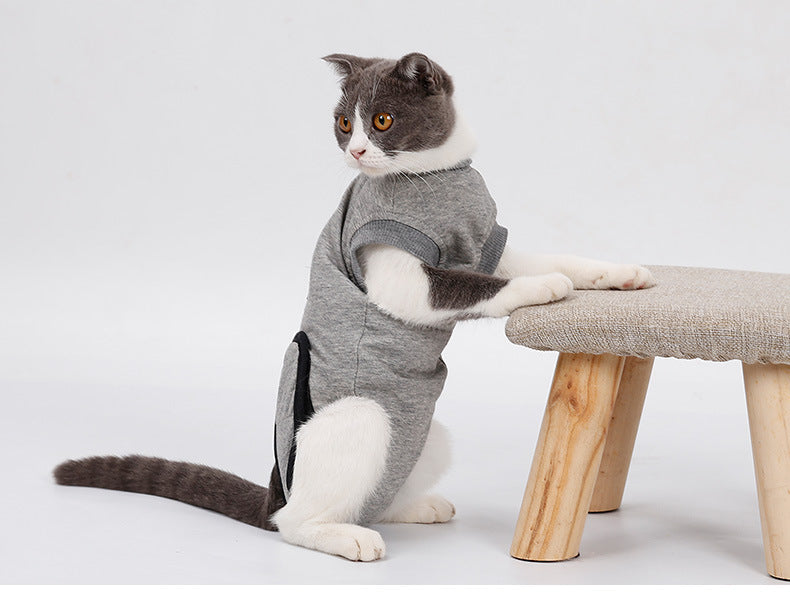 Cat wearing a gray outfit sitting on a stool with a white background