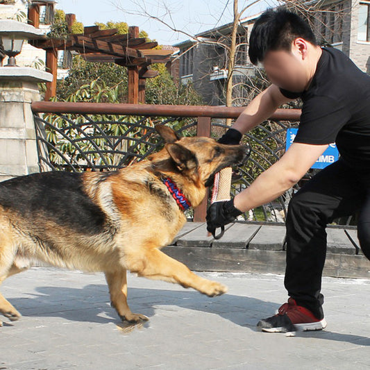 Person interacting with a German Shepherd dog outdoors on a sunny day.