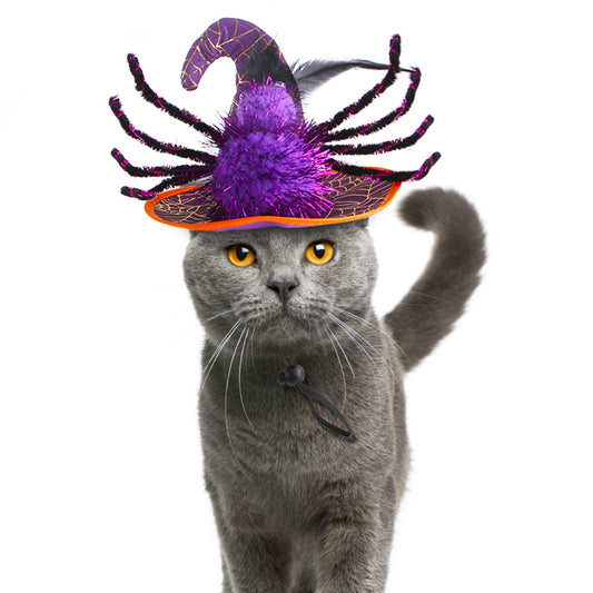 Cat wearing a Halloween-themed witch hat with purple spider design on a white background