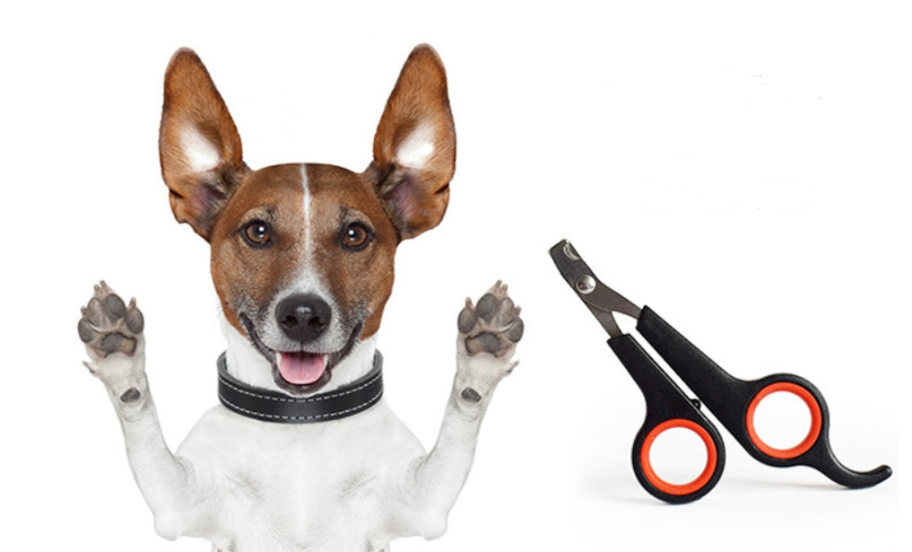Dog with a black collar and a pair of black-handled scissors on a white background