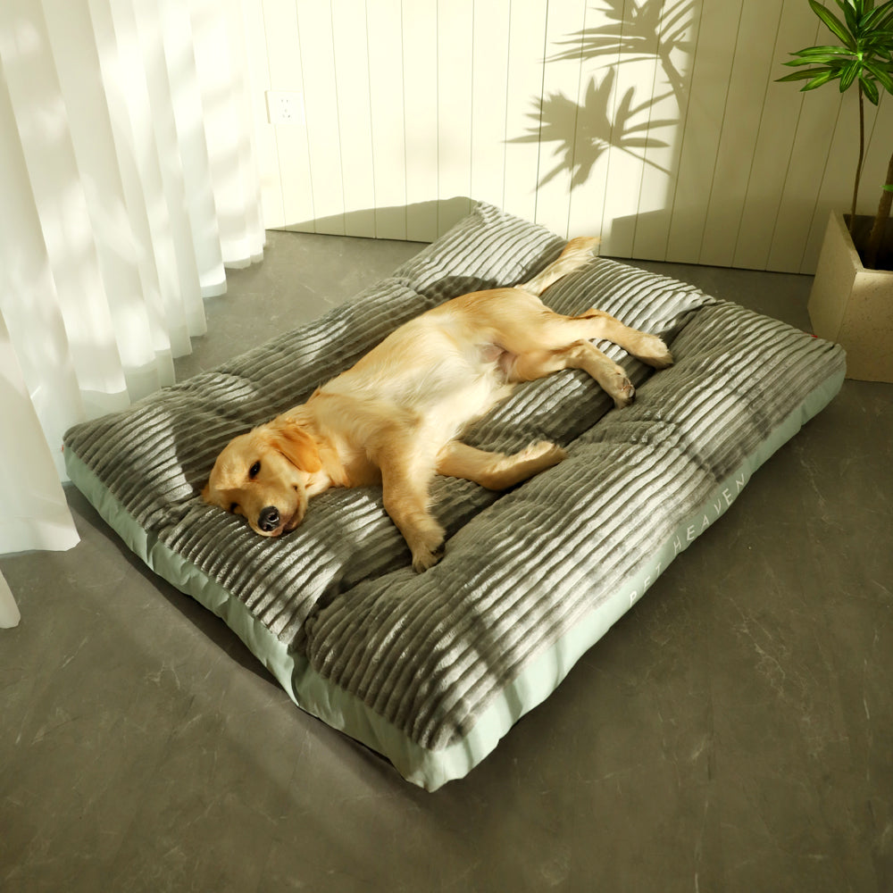 Dog lying on a striped pet bed in a room with curtains and a plant.