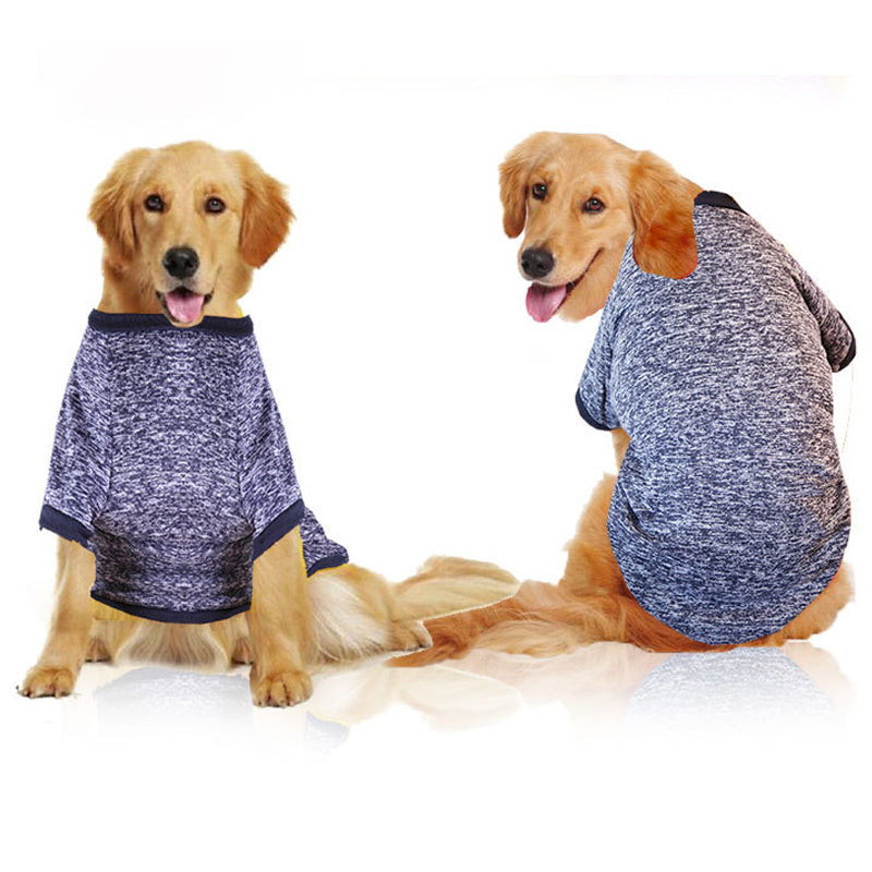Two golden retrievers wearing matching gray sweaters on a white background