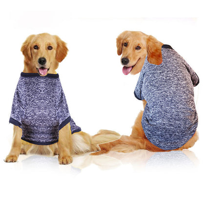 Two golden retrievers wearing matching gray sweaters on a white background