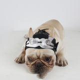 Dog wearing a steampunk-themed headband with goggles on a white background