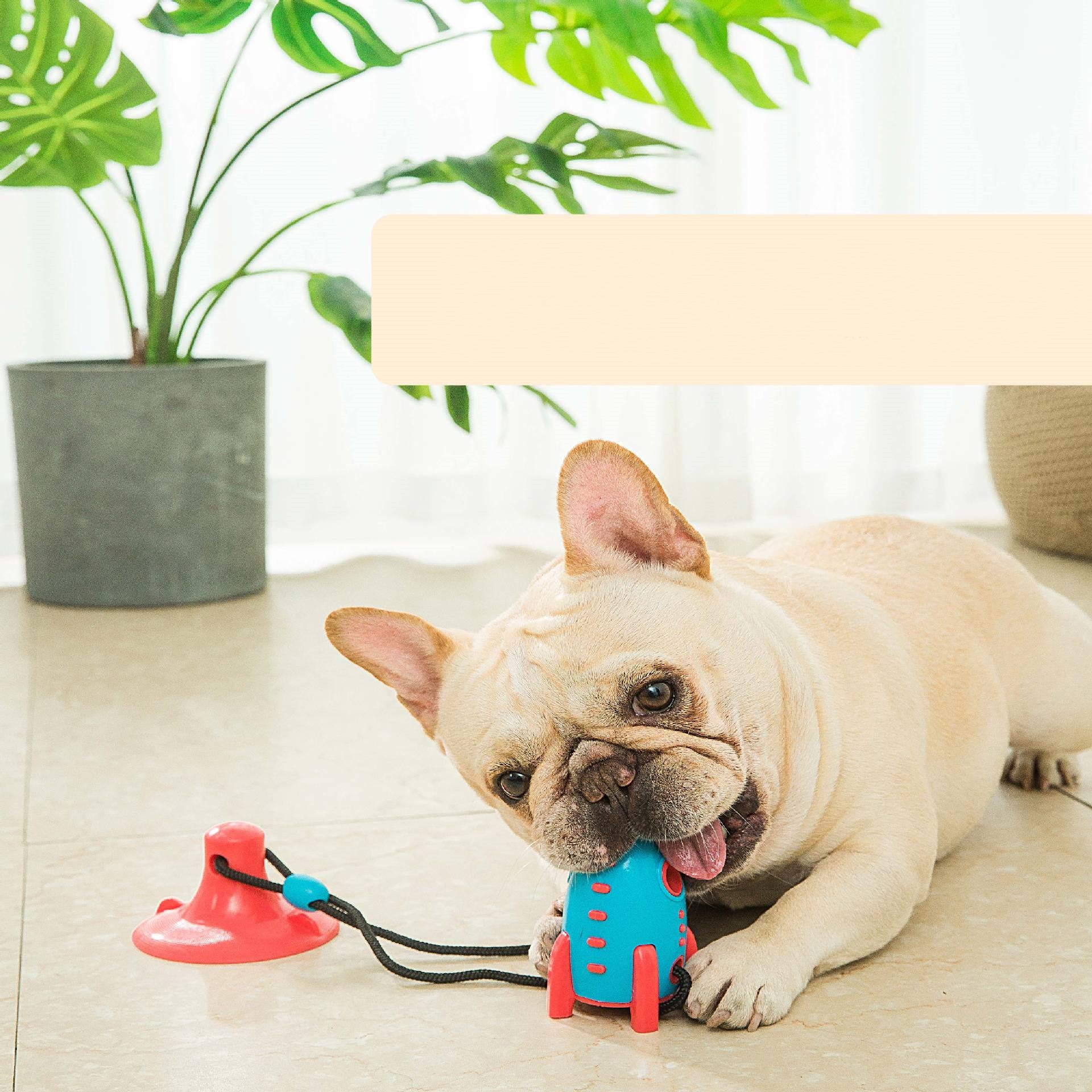 Dog playing with a blue and pink toy on a light-colored floor with a plant in the background