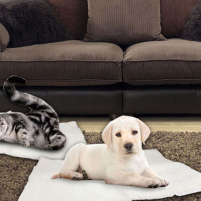 Puppy and cat lying on a blanket in front of a brown couch