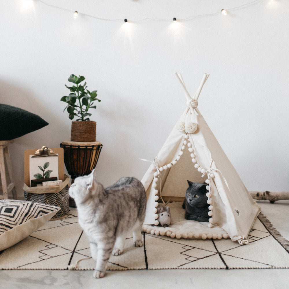 Two cats in a cozy room with a teepee-style pet bed, decorative pillows, and a plant.