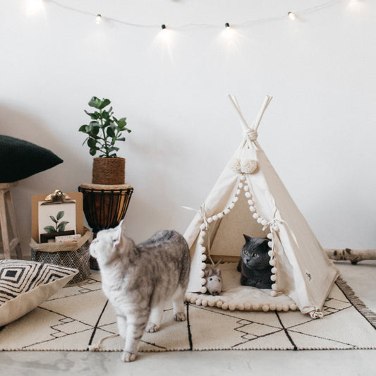 Two cats in a cozy room with a teepee-style pet bed, decorative pillows, and a plant.