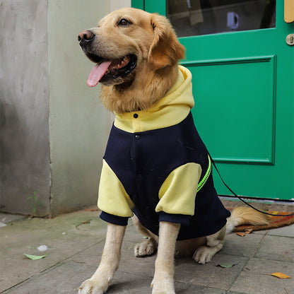 Dog wearing a black and yellow outfit sitting on a sidewalk with a green door in the background.