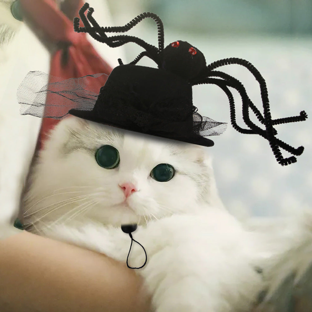 White cat wearing a small black witch hat with spider decoration