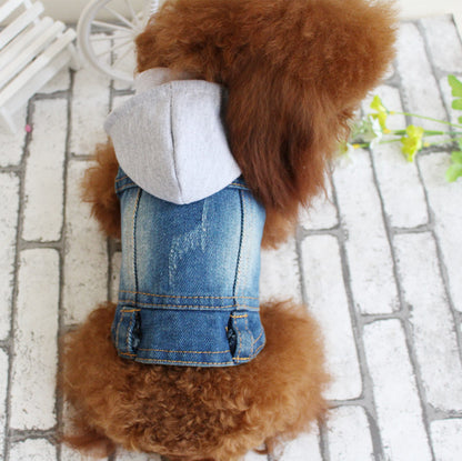 Small dog wearing a denim jacket on a tiled floor