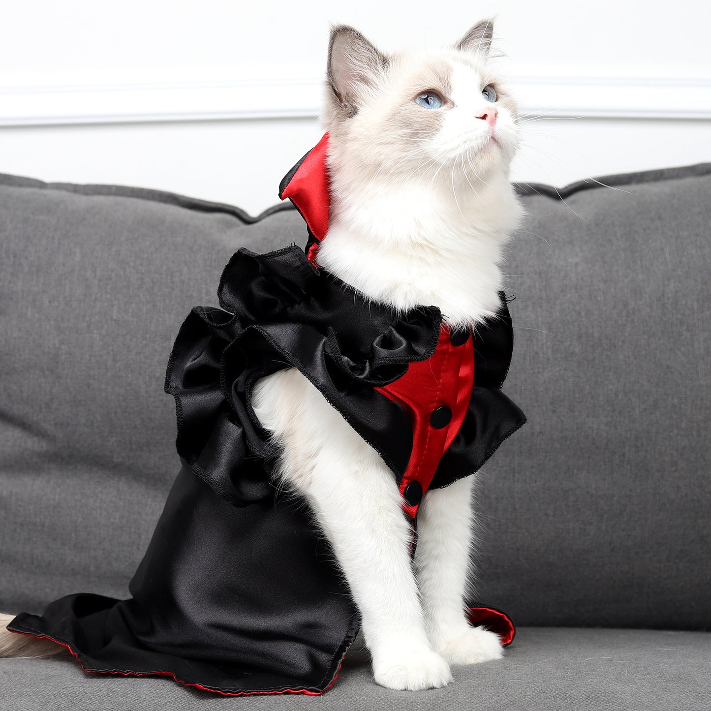 Cat wearing a black and red costume on a gray couch