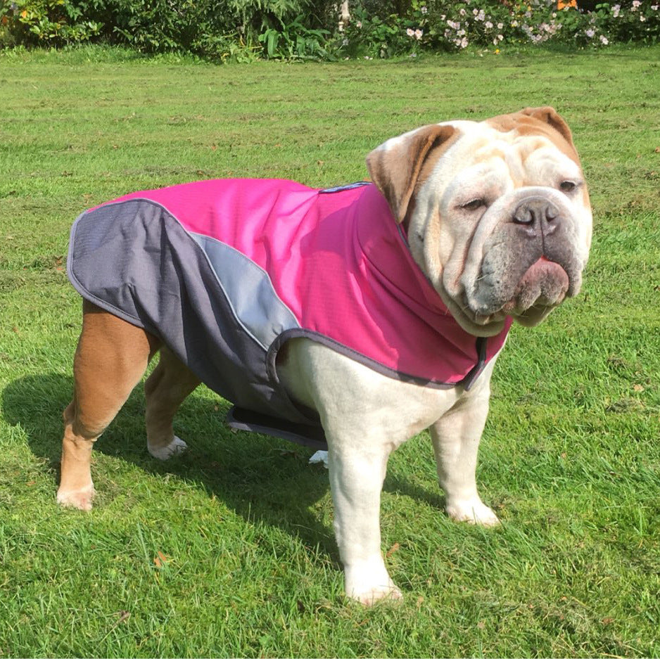 Bulldog wearing a pink and gray coat on a grassy field