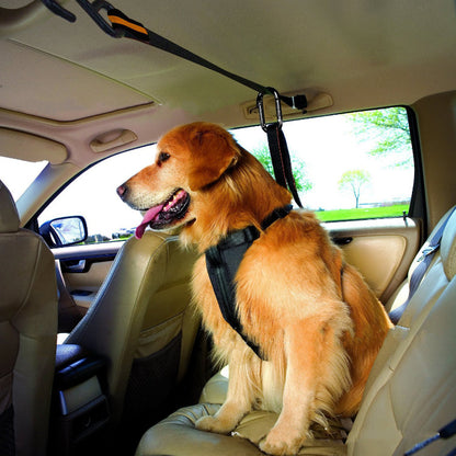 Dog sitting in a car with a harness, looking out the window.