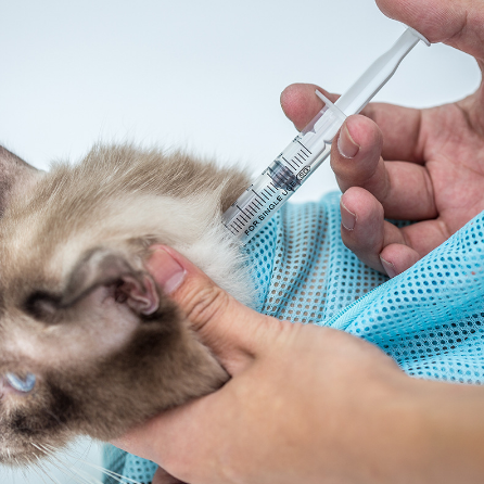 Person administering an injection to a small animal, likely a kitten, with a clear syringe.