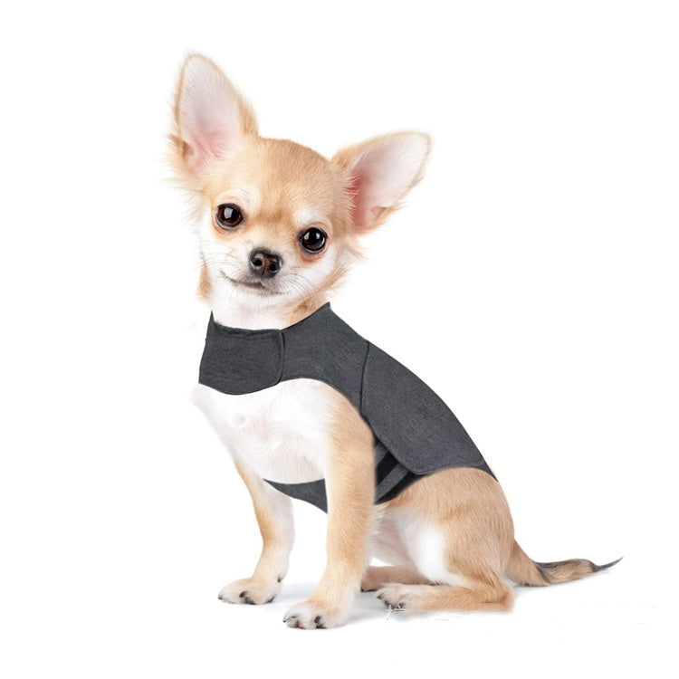 Small dog wearing a gray sweater on a white background