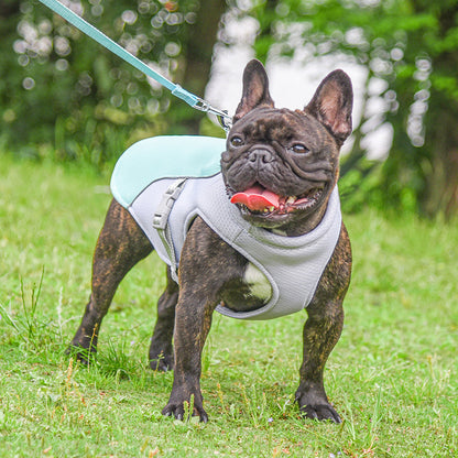 Dog wearing a harness on a grassy field