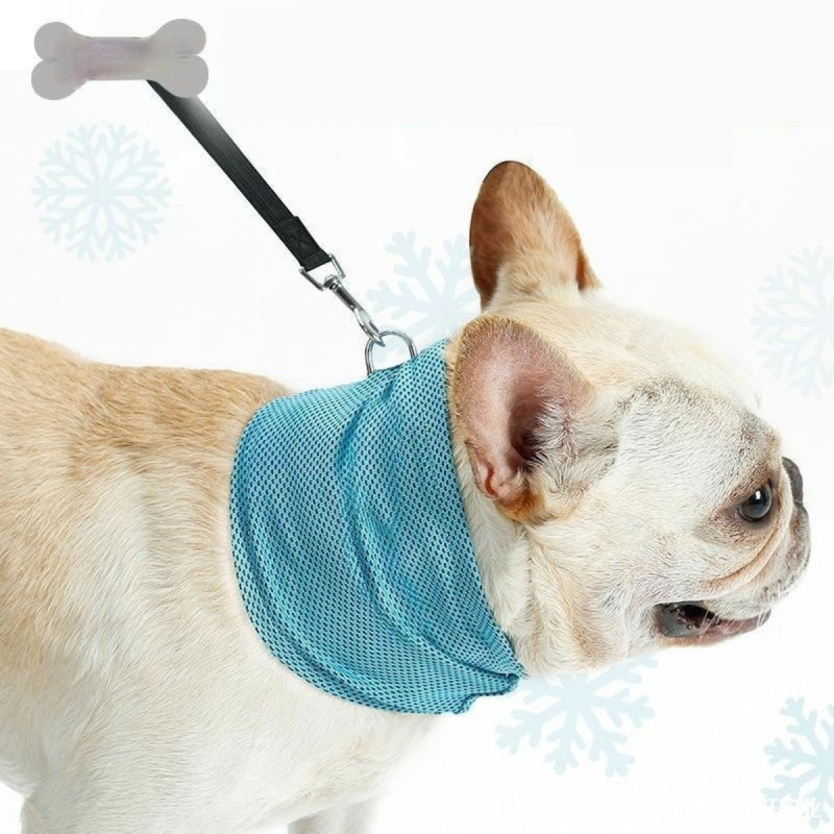 Dog wearing a blue cooling vest with a white background