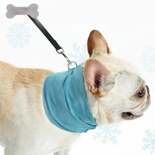 Dog wearing a blue cooling vest with a white background