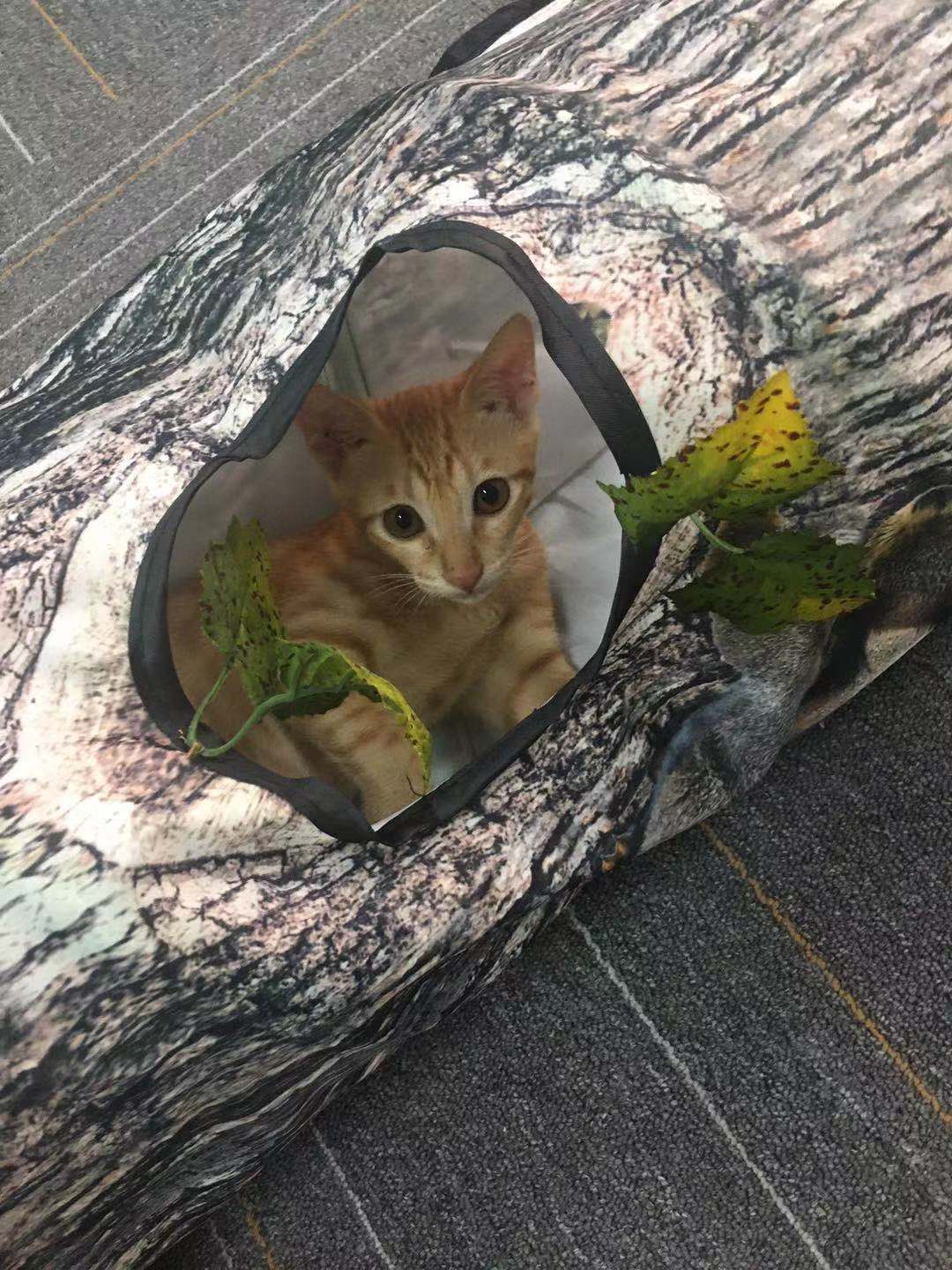 Orange kitten peeking out from a small tunnel inside a log