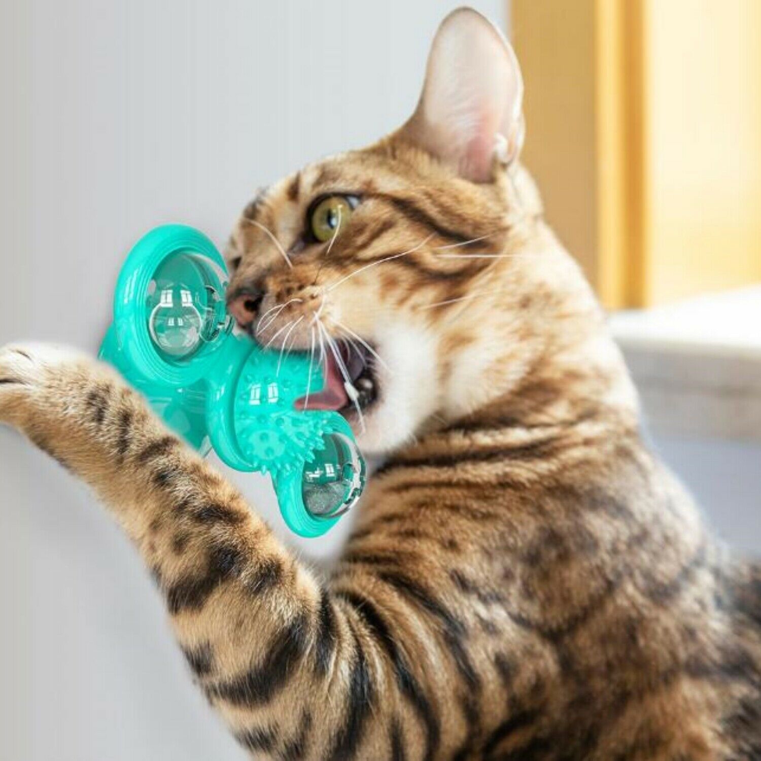 Cat playing with a teal toy on a light background