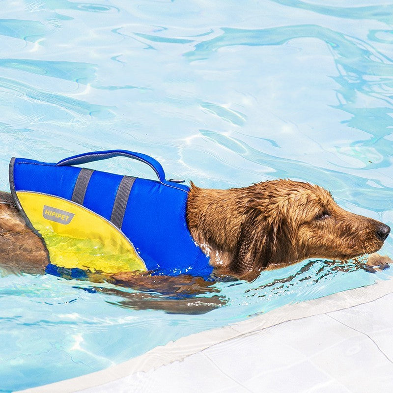 Dog swimming in a pool wearing a blue and yellow life jacket.