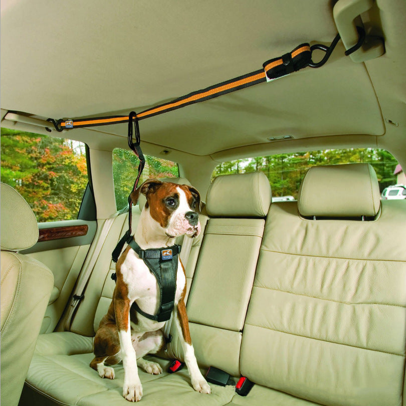 Dog in a car with a safety harness, sitting on a beige car seat.